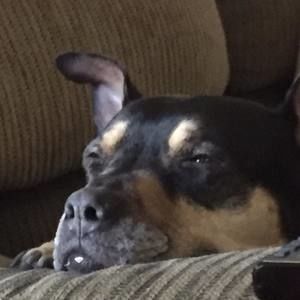 Meet your Posher, Robbie